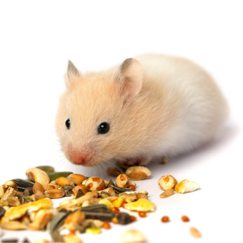 Picture for category Exotic Diets